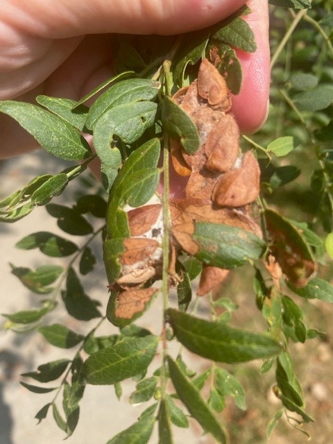 Brown seed pods hanging from green leafy branches, held by a hand in sunlight.