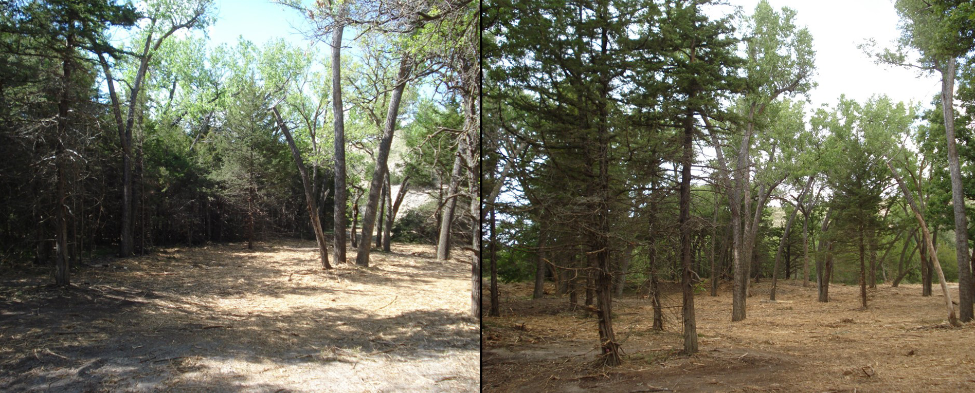 Thinning dense forests (photo, left) and removing hazardous “ladder fuels” from beneath the trees (photo, right) helps forests better withstand catastrophic wildfires.