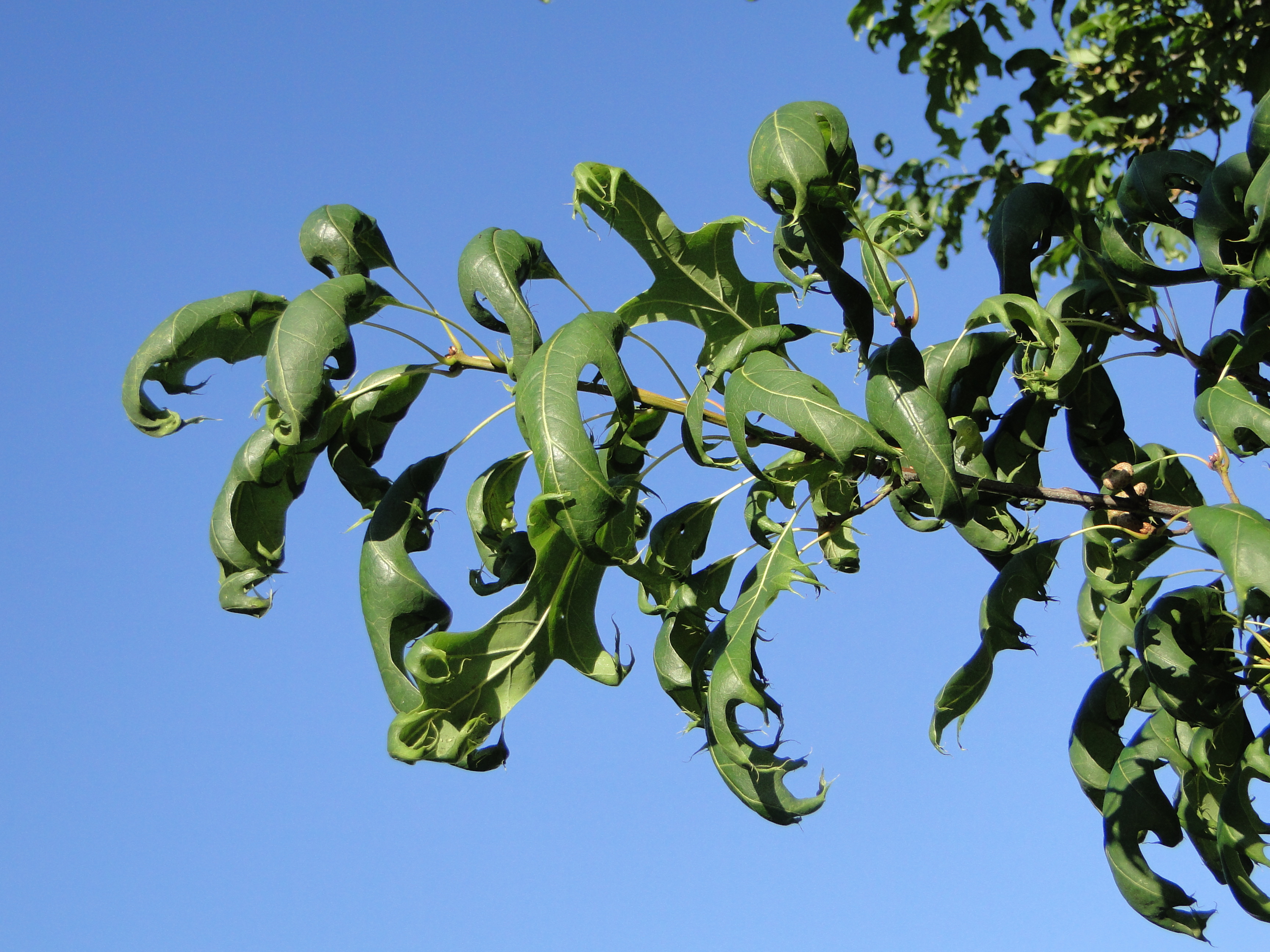 A photo of herbicide damage of a tree