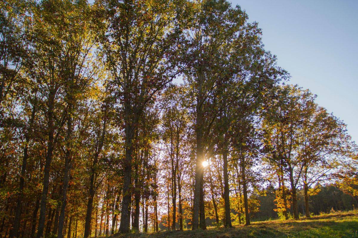 A photo of Horning State Farm Demonstration Forest