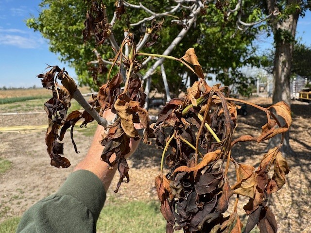 Dry, wilted leaves on a tree branch, held by a person outdoors near a grassy area.