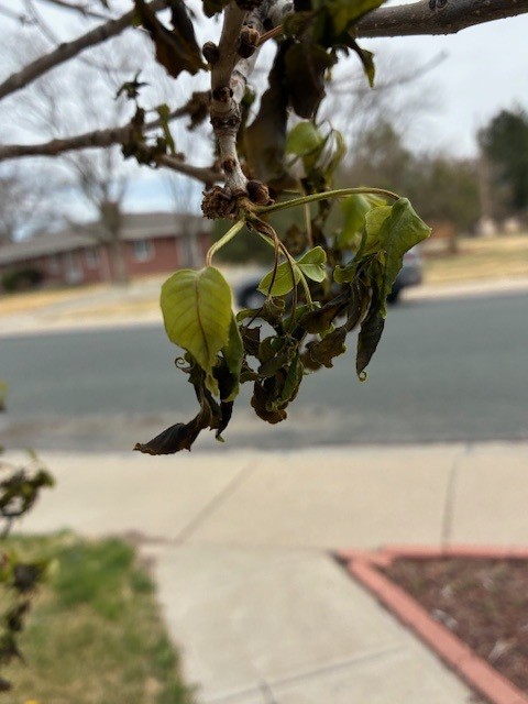 Wilted green leaves hanging from a tree branch near a suburban sidewalk.