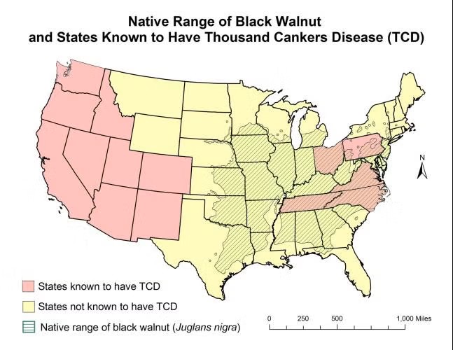 Map showing U.S. black walnut range and states with Thousand Cankers Disease. Red marks affected states.