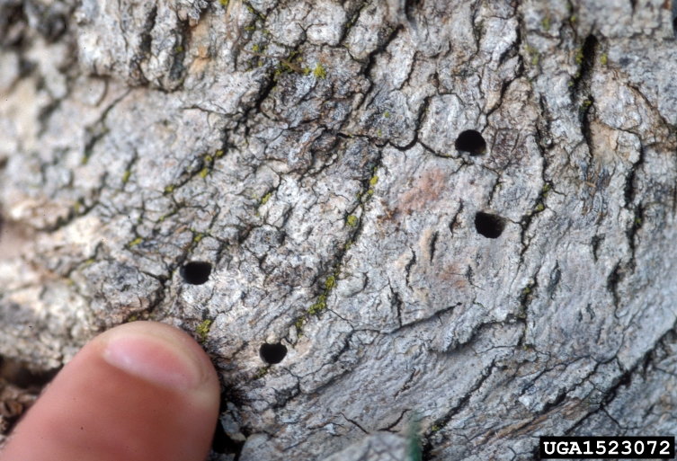 A photo of Emerald Ash Borer exit holes