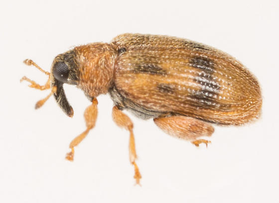 Small brown beetle with textured body and short legs shown on a white background.