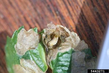 Larva inside a rolled green leaf on a wooden surface.