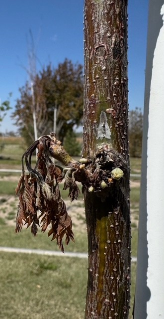 Tree trunk with wilted leaves and buds, set against a sunny park background with grass and trees.