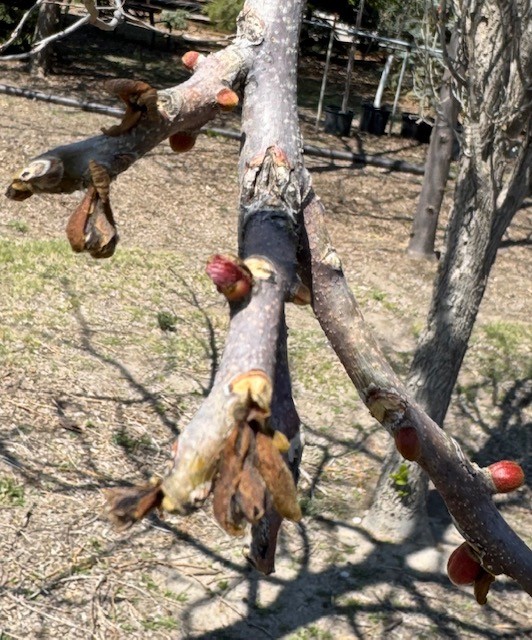 Branch with budding red and brown figs in a sunny outdoor setting.