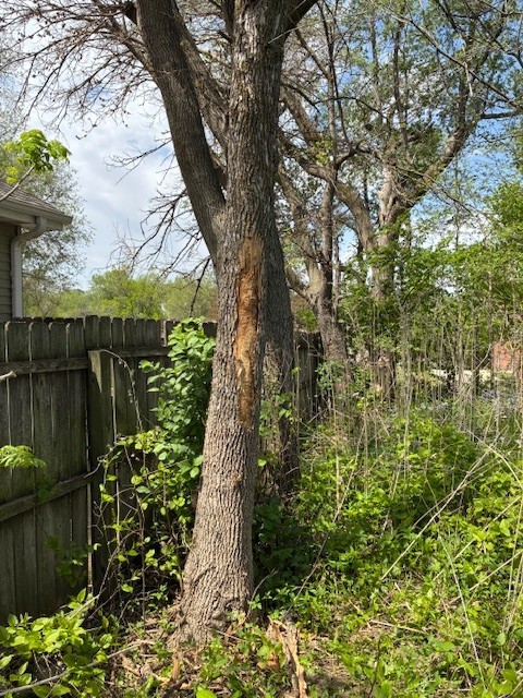 Tree with bark damage, surrounded by greenery near a wooden fence.