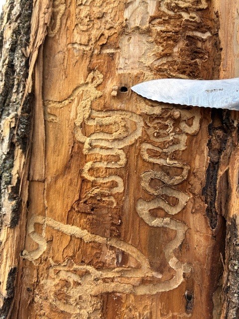 Tree bark with zigzag beetle galleries and a knife pointing at a small hole.