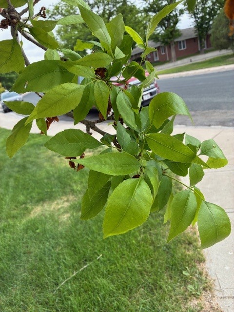 Branch with green leaves near a sidewalk, houses visible in the background.