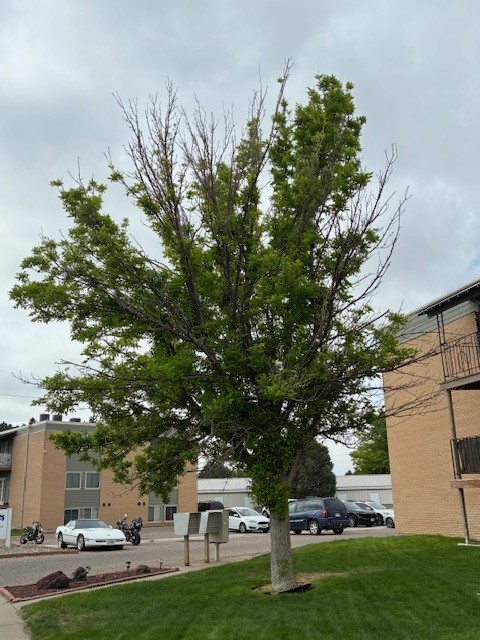 Tree with sparse green leaves in a yard, surrounded by buildings and parked cars under a cloudy sky.