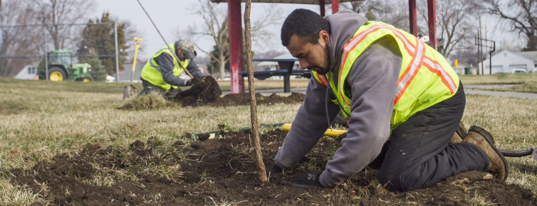 Photo of a worker planting a tree