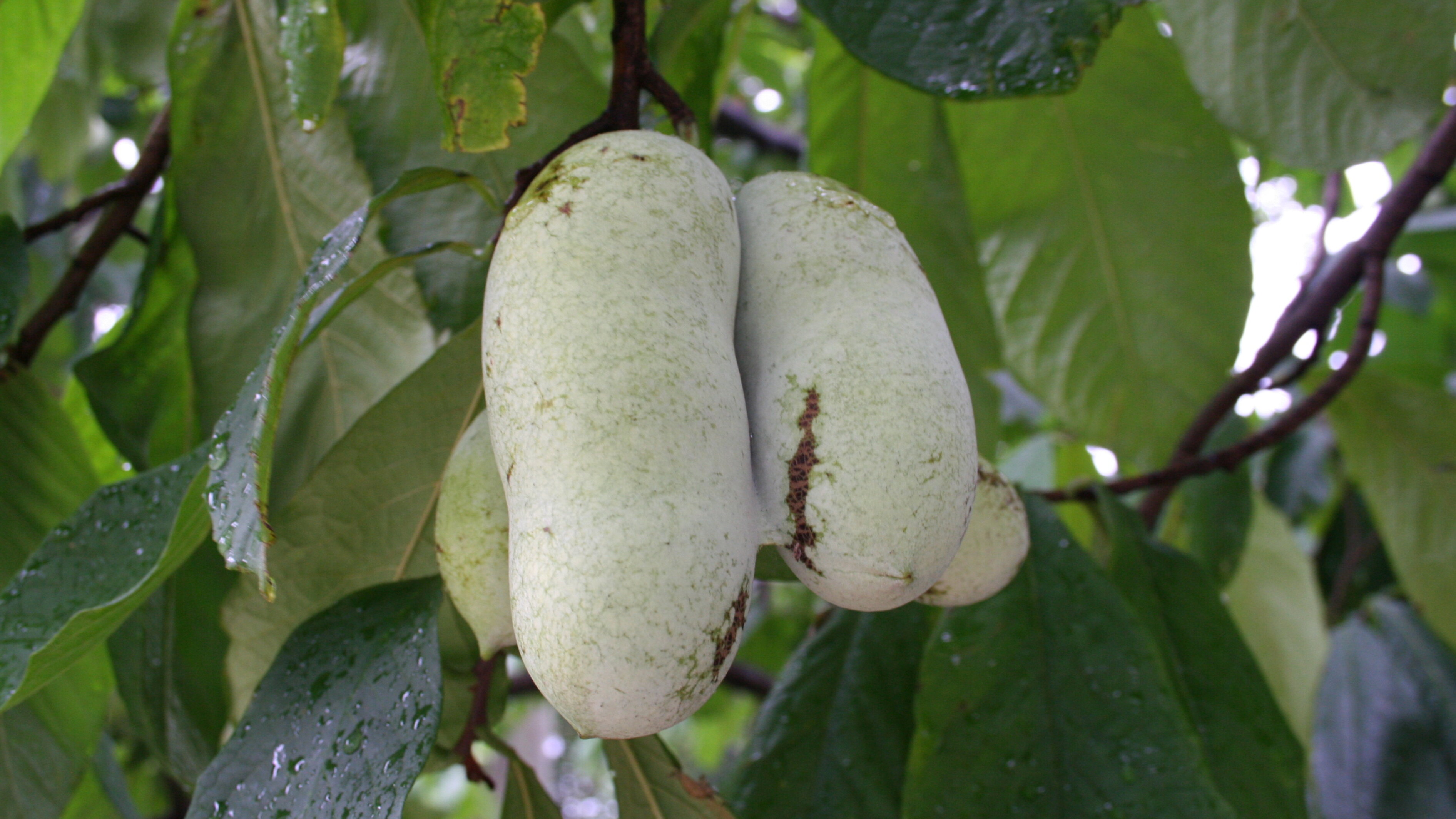 Pawpaw | Nebraska Forest Service | Nebraska