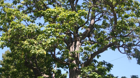 Northern catalpa tree.