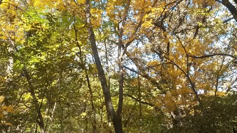 hickory in the forest