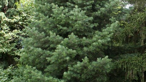 Concolor Fir tree full size