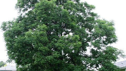 Kentucky Coffeetree.