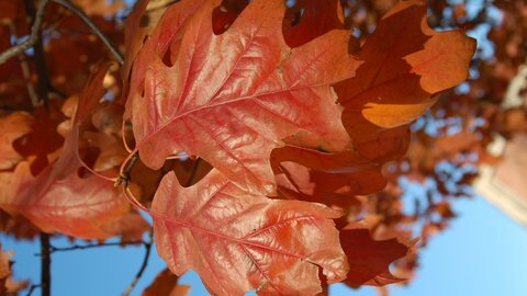 Red oak leaves. 