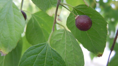Hackberry seed