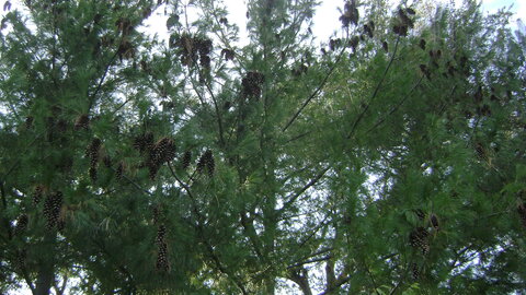 Eastern White Pine tree. 