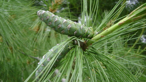 Eastern White pine tree's pine cone. 