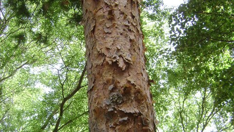 Scotch pine tree bark. 