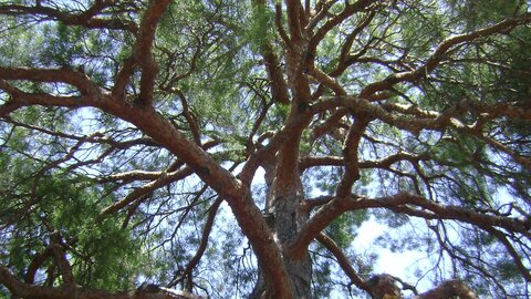 Scotch pine tree canopy. 