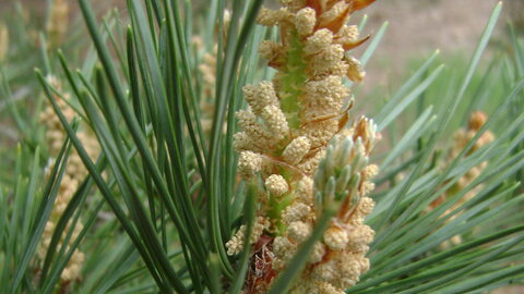 Scotch pine tree flowering. 