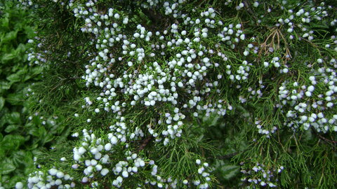 Redcedar fruit