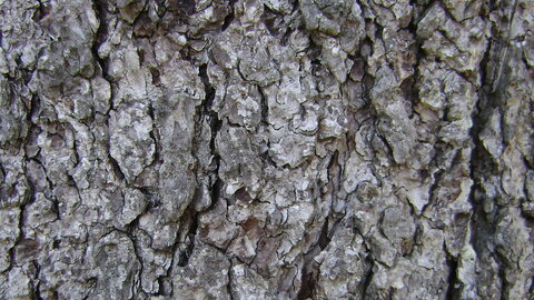 Photograph of a douglas fir tree's bark. 