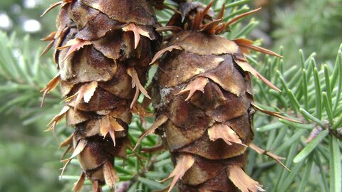 Photograph of a Douglas fir tree's pine cone. 