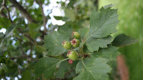 Hawthorn seeds