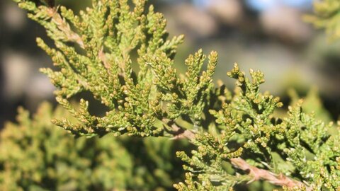 Redcedar flowering