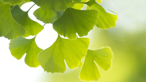 Ginkgo leaves