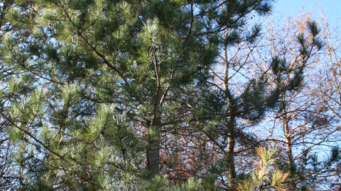 Red pine in Lincoln, Nebraska