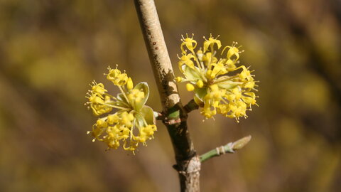 Dogwood flower