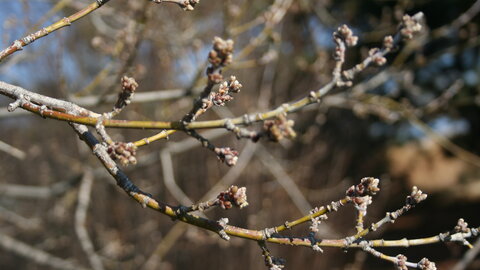 Boxelder maple buds in dormancy. 