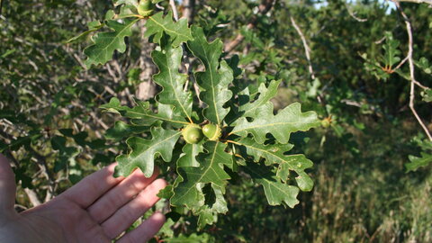 Gambel oak seeds