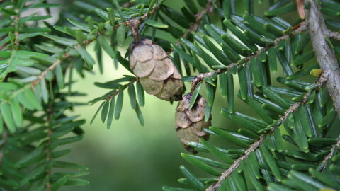 Eastern Hemlock