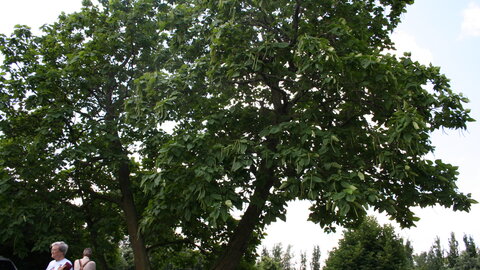 Northern catalpa tree.