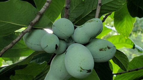 Pawpaw fruit