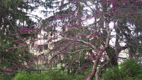 Redbud