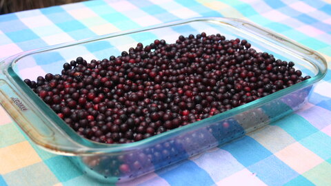 chokecherry's fruit in a casserole bowl