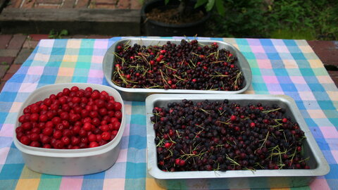 Serviceberry on a platter