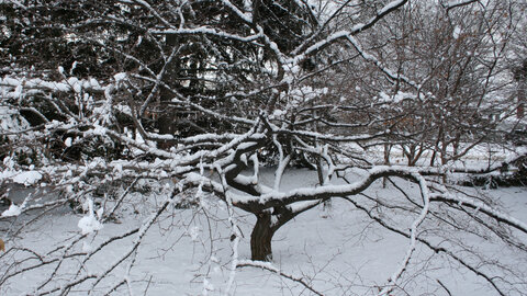 Hornbeam in winter
