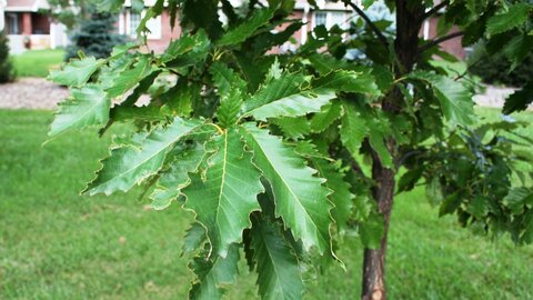 chinkapin oak leaves