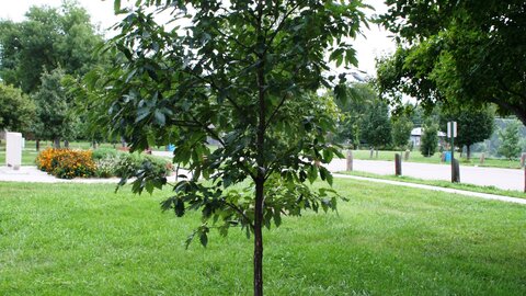 chinkapin oak