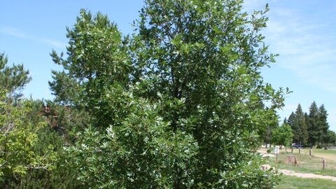 Gambel oak
