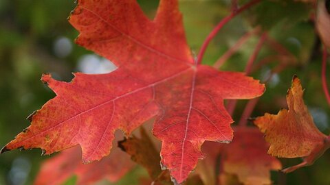 Red Maple leaves